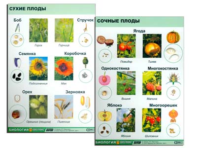 Коллекция Семена и плоды