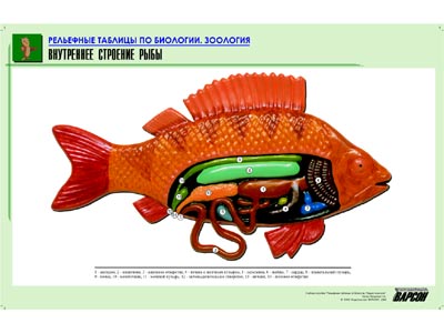 Рельефная таблица Внутреннее строение рыбы (формат А1, матовое ламинир.)