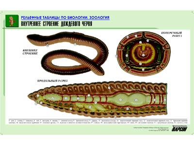Рельефная таблица Внутреннее строение дождевого червя (формат А1, матовое ламинир.)