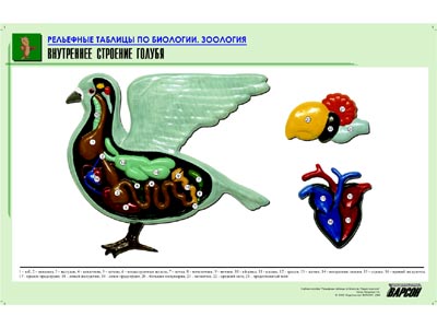 Рельефная таблица Внутреннее строение голубя (формат А1, матовое ламинир.)