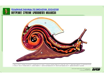 Рельефная таблица Внутреннее строение брюхоногого моллюска (формат А1, матовое ламинир.)