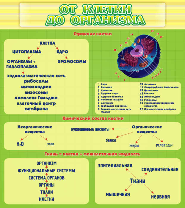 Стенд "От клетки до организма" ШК-0707