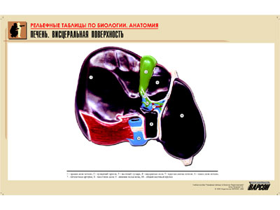 Рельефная таблица Печень. Висцеральная поверхность (формат А1, матовое ламинир.)